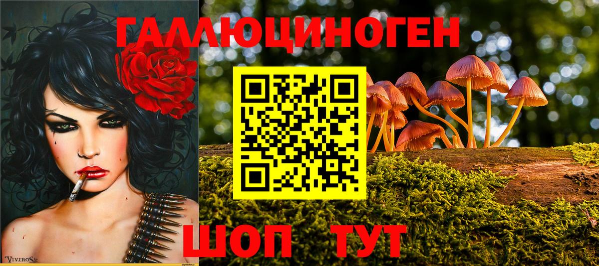 Псилоцибиновые грибы Psilocybine cubensis Вязники